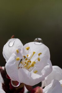 Background petal flowers