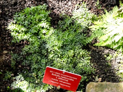 Bolbitis heteroclita - Botanical Garden in Kaisaniemi, Helsinki - DSC03634