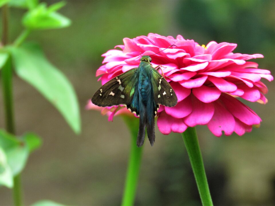 Butterfly flower garden tropical butterfly