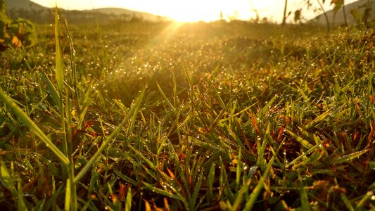 Grass sunrise water drops