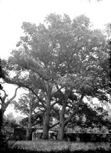 Bomen , inlandse eik, Bestanddeelnr 192-0616