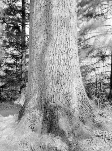 Bomen, landgoed, eik, de veldhorst, Bestanddeelnr 192-0442