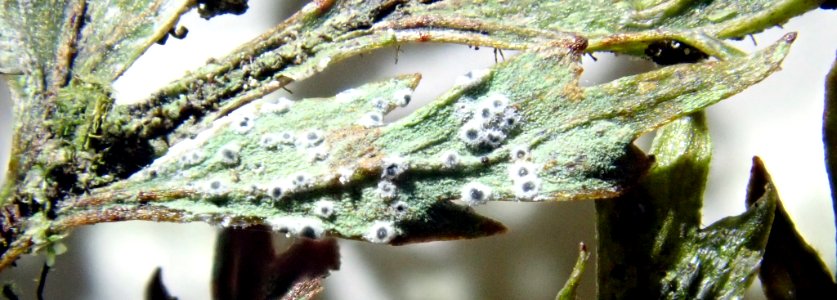 Byssoloma leucoblepharum 66750643