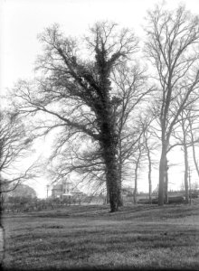 Bomen , klimop, Bestanddeelnr 192-0632
