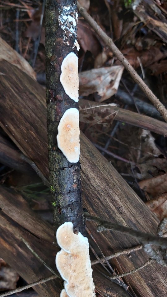 Byssomerulius corium 63172917
