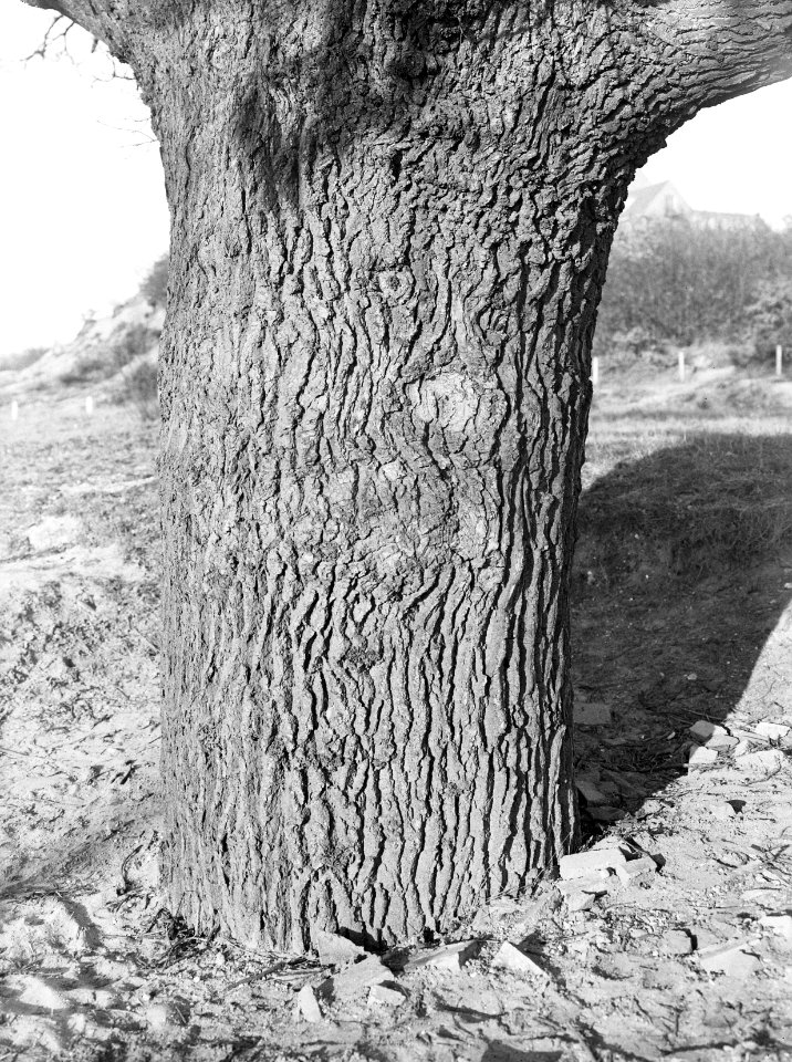 Bomen , inlandse eik, alteveer, Bestanddeelnr 192-0538