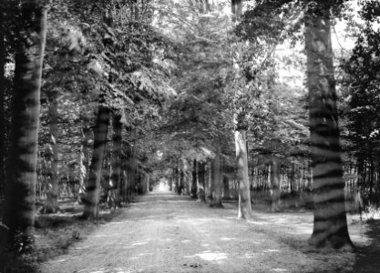 Bomen, lanen, beukenlaan, Bestanddeelnr 192-0706