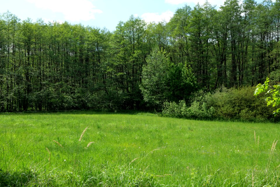 Boitzenburger Tiergarten und Strom 2021-05-29 03