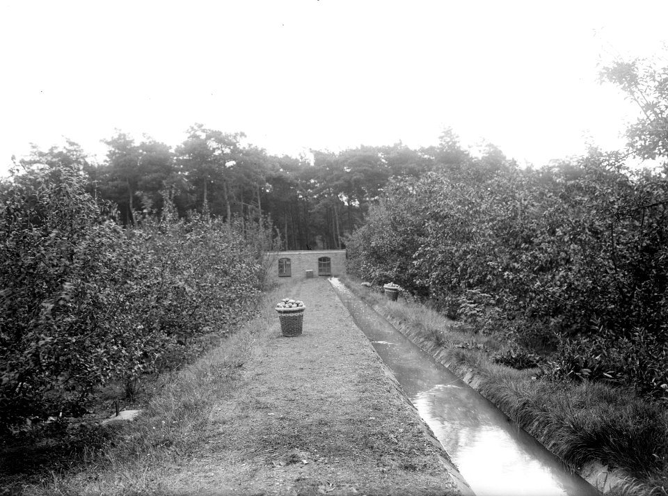 Bomen , linde, huize den burgh, Bestanddeelnr 192-0436