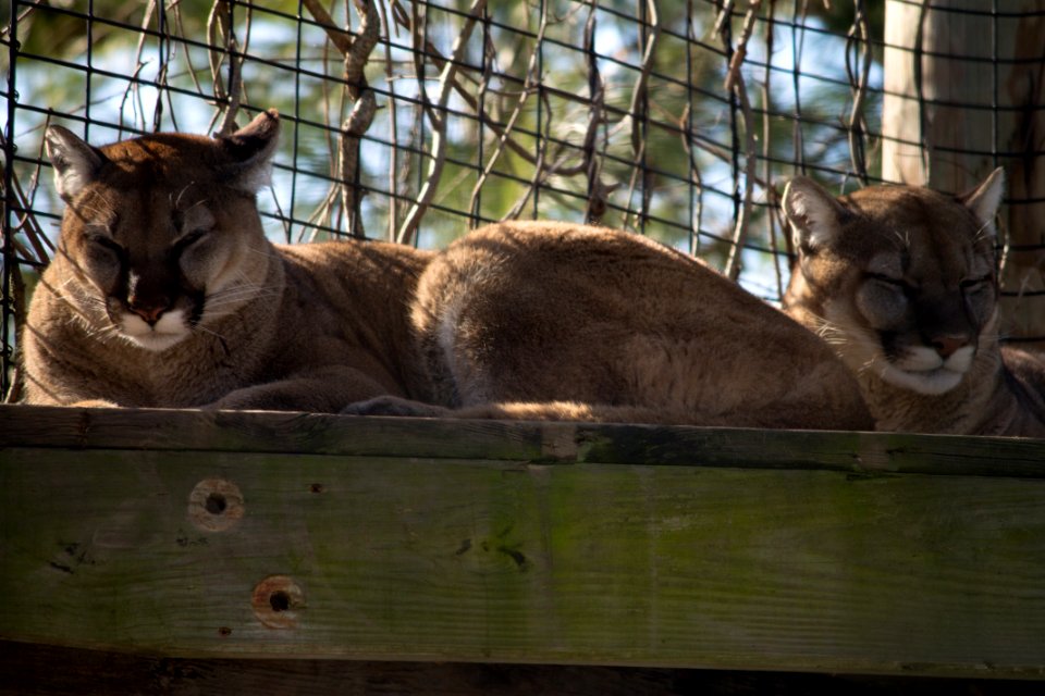 Buttonwood Park Zoo Cougars
