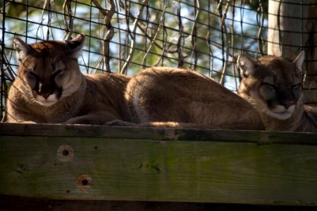Buttonwood Park Zoo Cougars