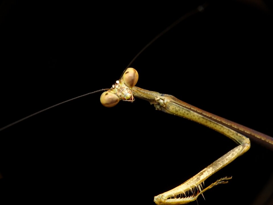 Wildlife nature preying