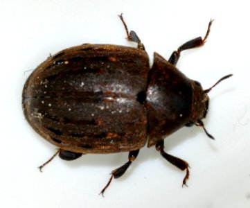 Byrrhus-pilula-04-fws