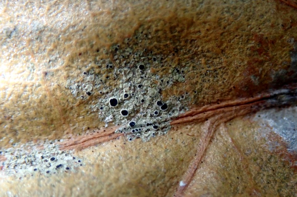 Byssoloma subdiscordans 99142359
