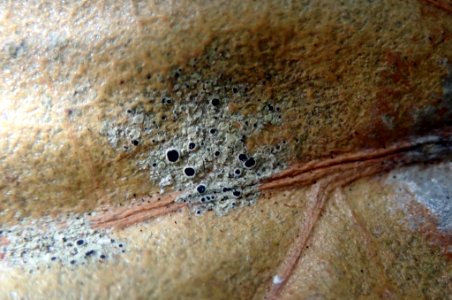 Byssoloma subdiscordans 99142359