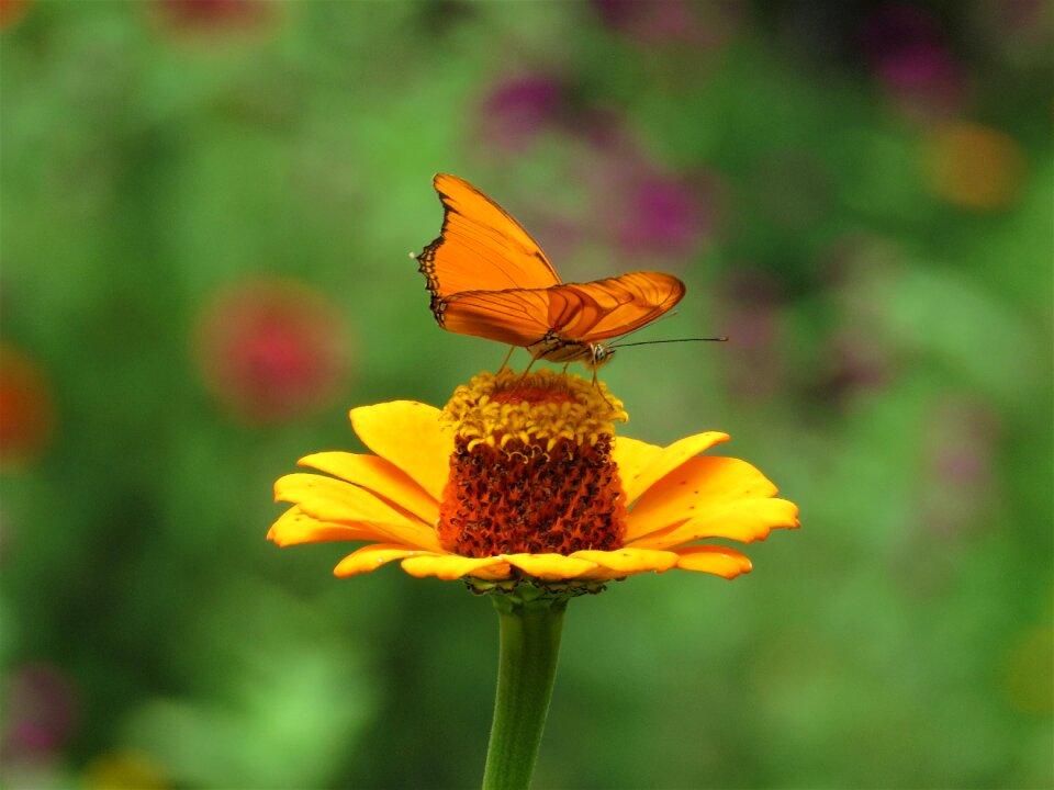 Butterfly flower garden tropical butterfly