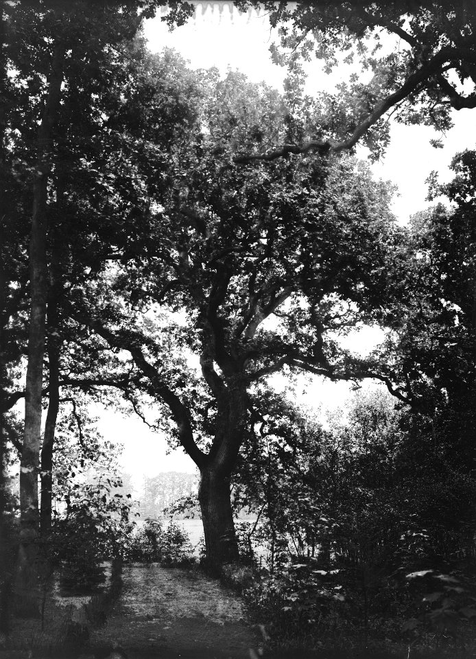 Bomen , inlandse eik, Bestanddeelnr 192-0615