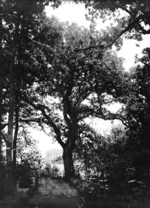 Bomen , inlandse eik, Bestanddeelnr 192-0615