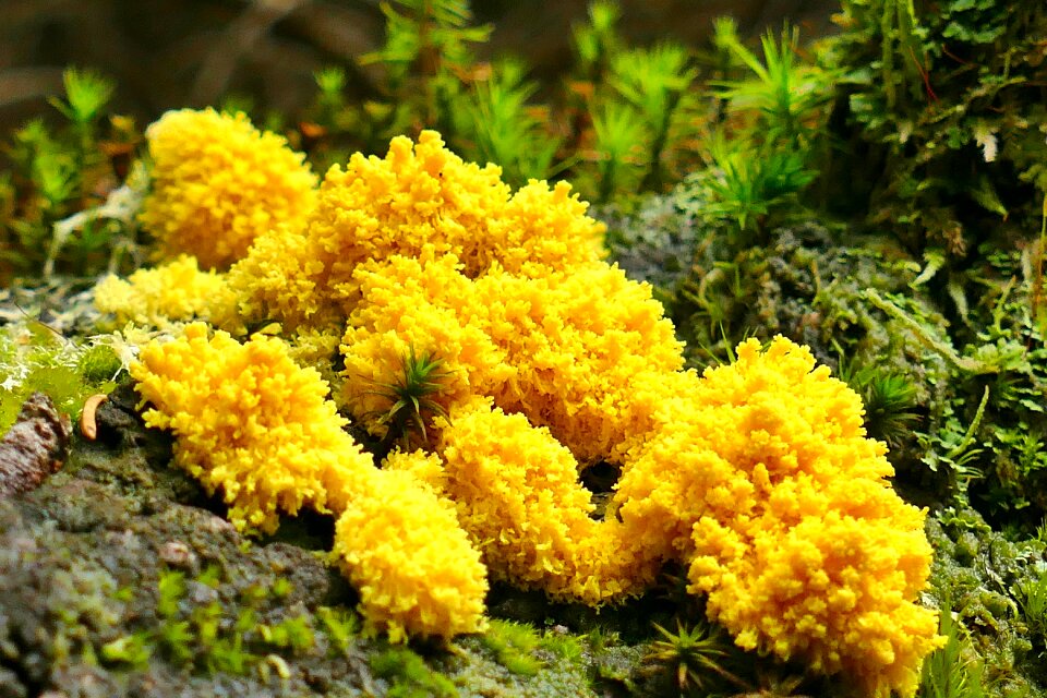 Mushroom forest nature