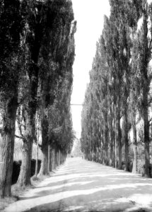 Bomen , italiaanse populieren, Bestanddeelnr 192-0713