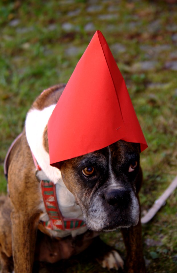 Boxer mit roter Mütze