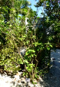 Byrsonima lucida - Naples Botanical Garden - Naples, Florida - DSC00078