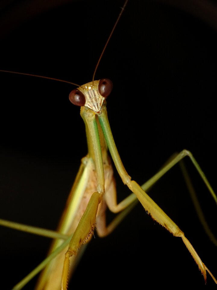 Praying mantis locust photo