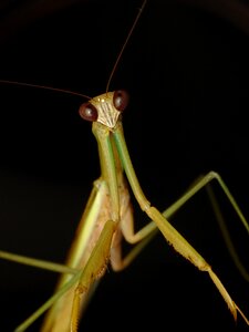 Praying mantis locust