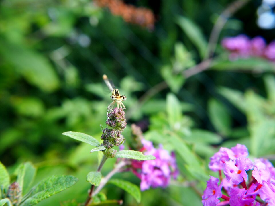 Summer lilac flowers plant