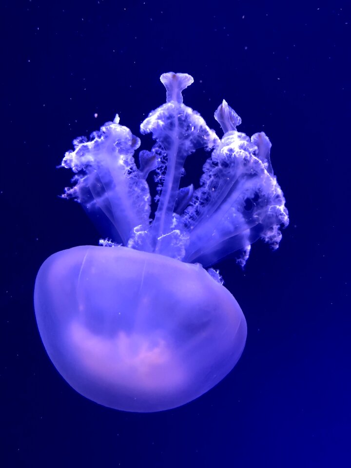 Ocean water invertebrate