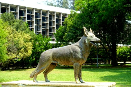 Cão Pastor Alemão - Ibirapuera Park - Sao Paulo, Brazil - DSC07490
