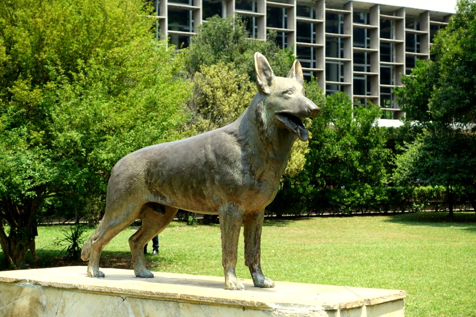 Cão Pastor Alemão - Ibirapuera Park - Sao Paulo, Brazil - DSC07493