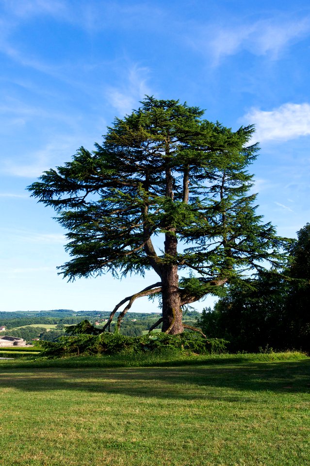 Cèdre Liban Château de Hautefort 23