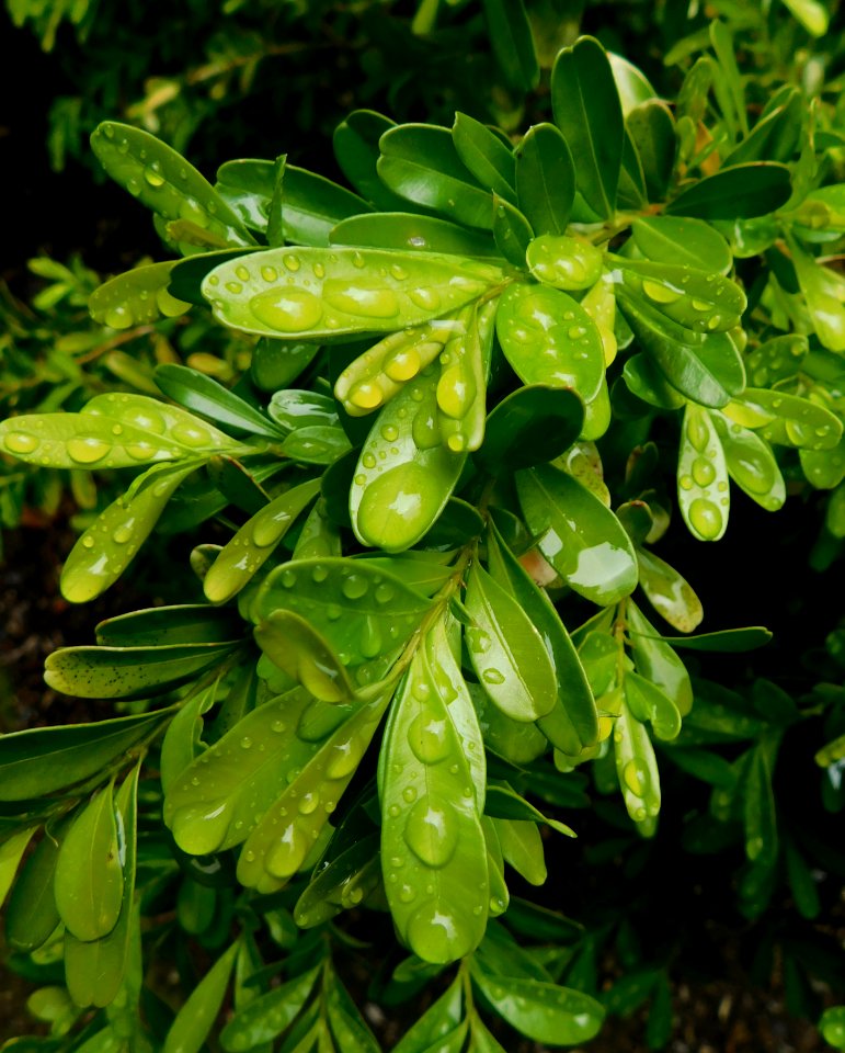 Buxus harlandii