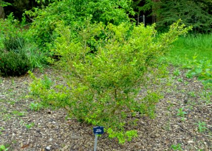 Buxus harlandii - Hillier Gardens - Romsey, Hampshire, England - DSC04321