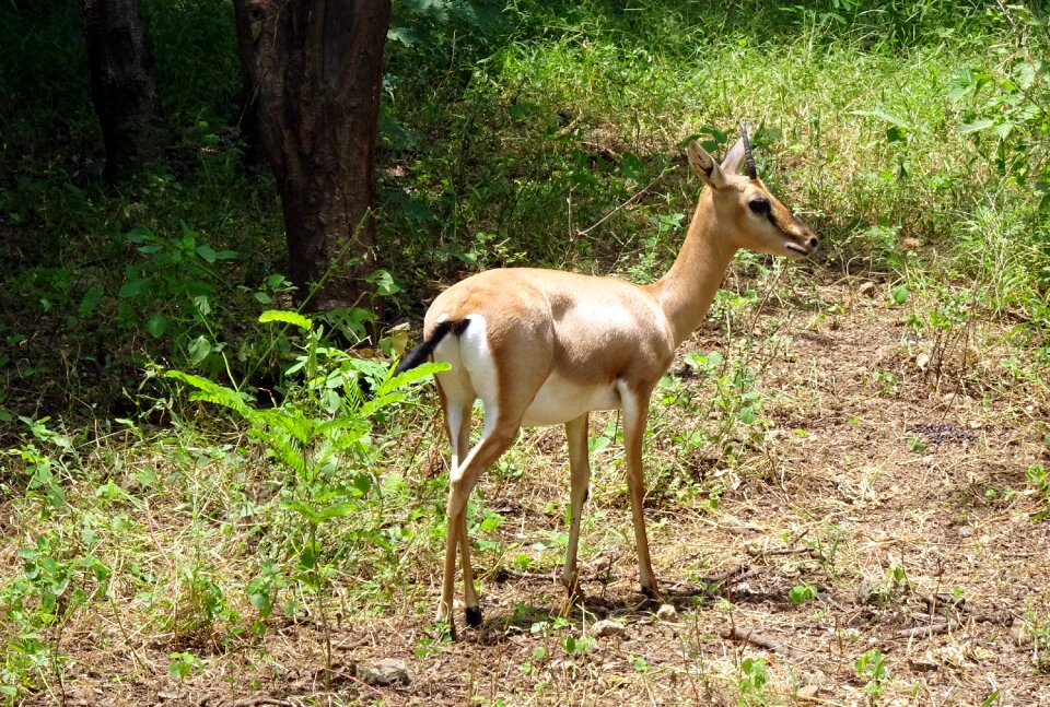 Ravine deer gujarat chinkara g