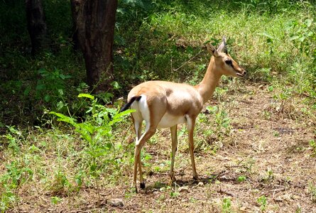 Ravine deer gujarat chinkara g