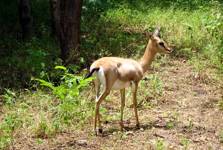 Ravine deer gujarat chinkara g photo