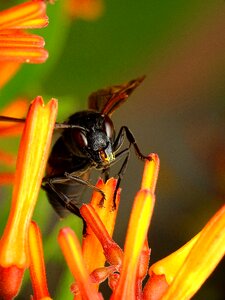Flower outdoors fly