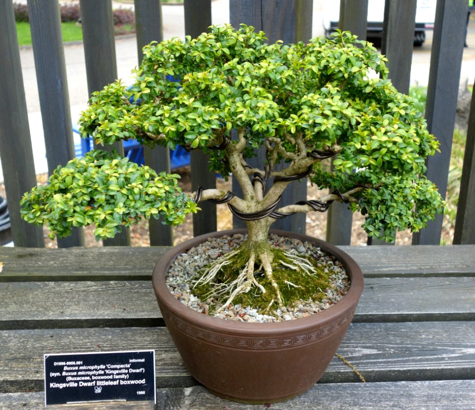 Buxus microphylla 'Compacta' bonsai - Dawes Arboretum - DSC03005