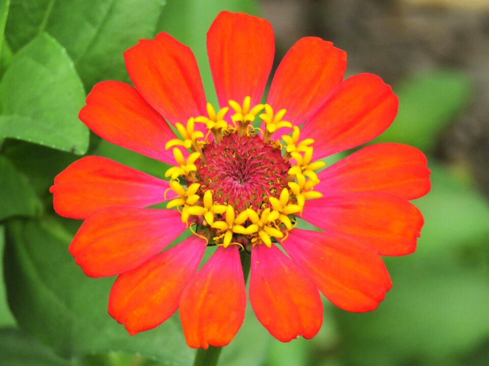 Zinnia red flower vibrant flower
