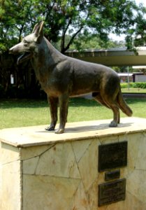 Cão Pastor Alemão - Ibirapuera Park - Sao Paulo, Brazil - DSC07494