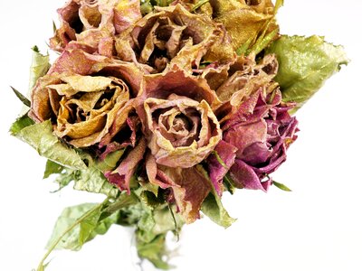 Flower nature plant