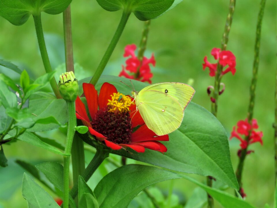 Yellow butterfly butterfly on flower butterfly