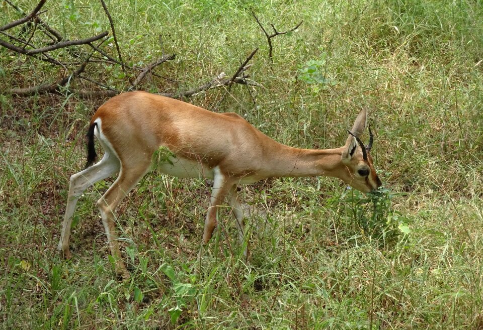 Ravine deer gujarat chinkara g