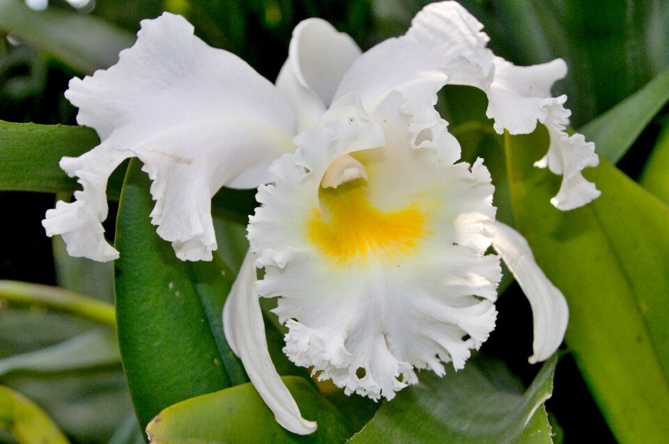 Leaf floral flowers