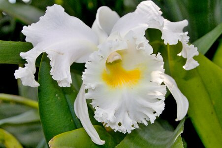 Leaf floral flowers