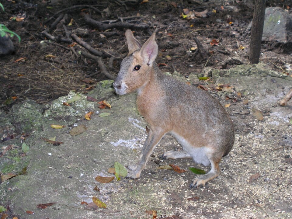 Animal nature tropical