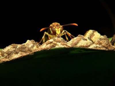 Bee insect fly photo