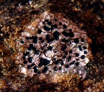 Buellia suttonensis 8827043